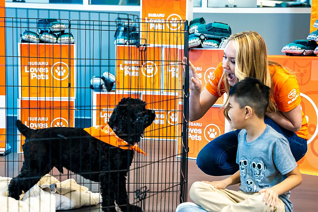 Kid looking at dog at Subaru loves pets adoption event